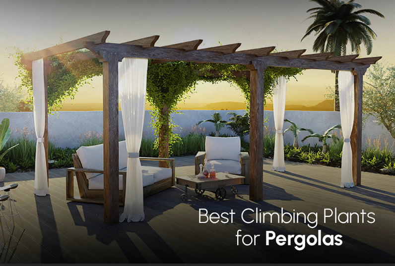 Best Climbing Plants for Pergolas